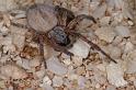 Phryganoporus_canididus_D3606_Z_85_Hamelin pool_Australie